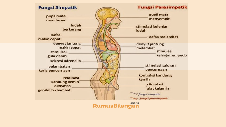 Detail Contoh Saraf Simpatik Nomer 20