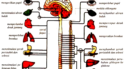 Detail Contoh Saraf Simpatik Nomer 21