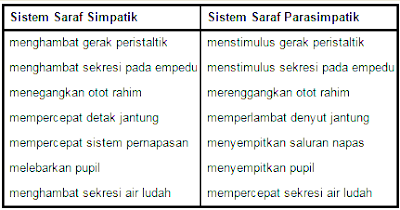 Detail Contoh Saraf Simpatik Nomer 26