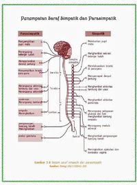Detail Contoh Saraf Simpatik Nomer 4