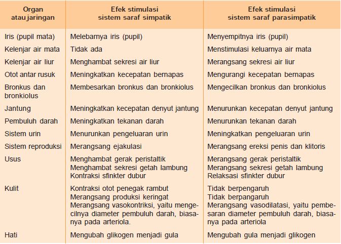 Detail Contoh Saraf Simpatik Nomer 42