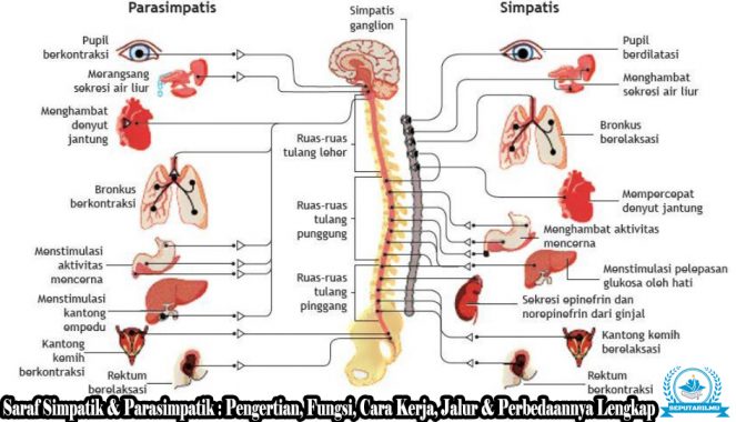 Detail Contoh Saraf Simpatik Nomer 6