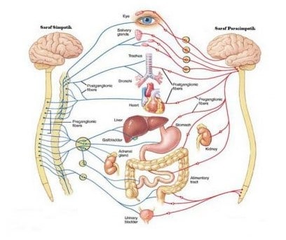 Detail Contoh Saraf Simpatik Nomer 49