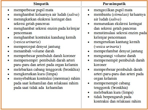 Detail Contoh Saraf Simpatik Nomer 7