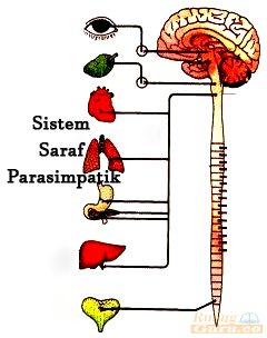 Detail Contoh Saraf Simpatik Nomer 9