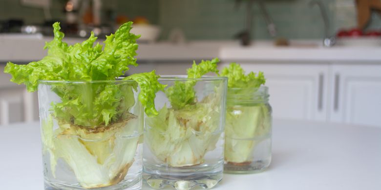 Detail Contoh Sayuran Tunas Nomer 23