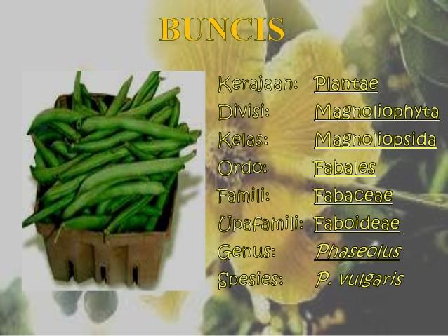 Detail Contoh Sayuran Tunas Nomer 4