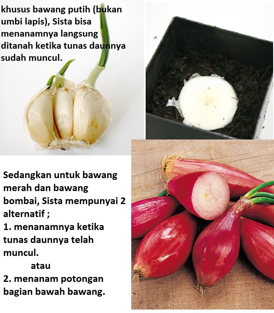 Detail Contoh Sayuran Tunas Nomer 28