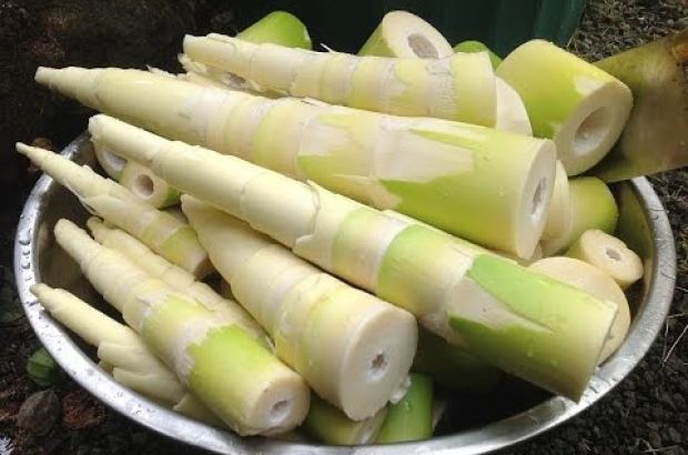 Detail Contoh Sayuran Tunas Nomer 5