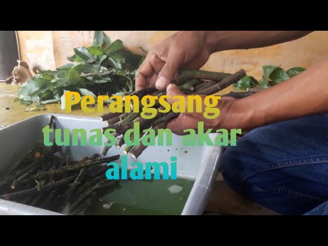 Detail Contoh Sayuran Tunas Nomer 43
