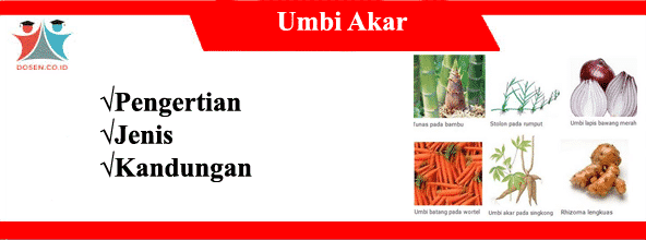 Detail Contoh Sayuran Umbi Batang Nomer 41