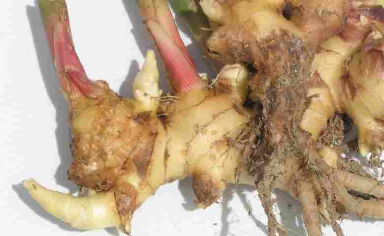 Detail Contoh Sayuran Umbi Batang Nomer 46
