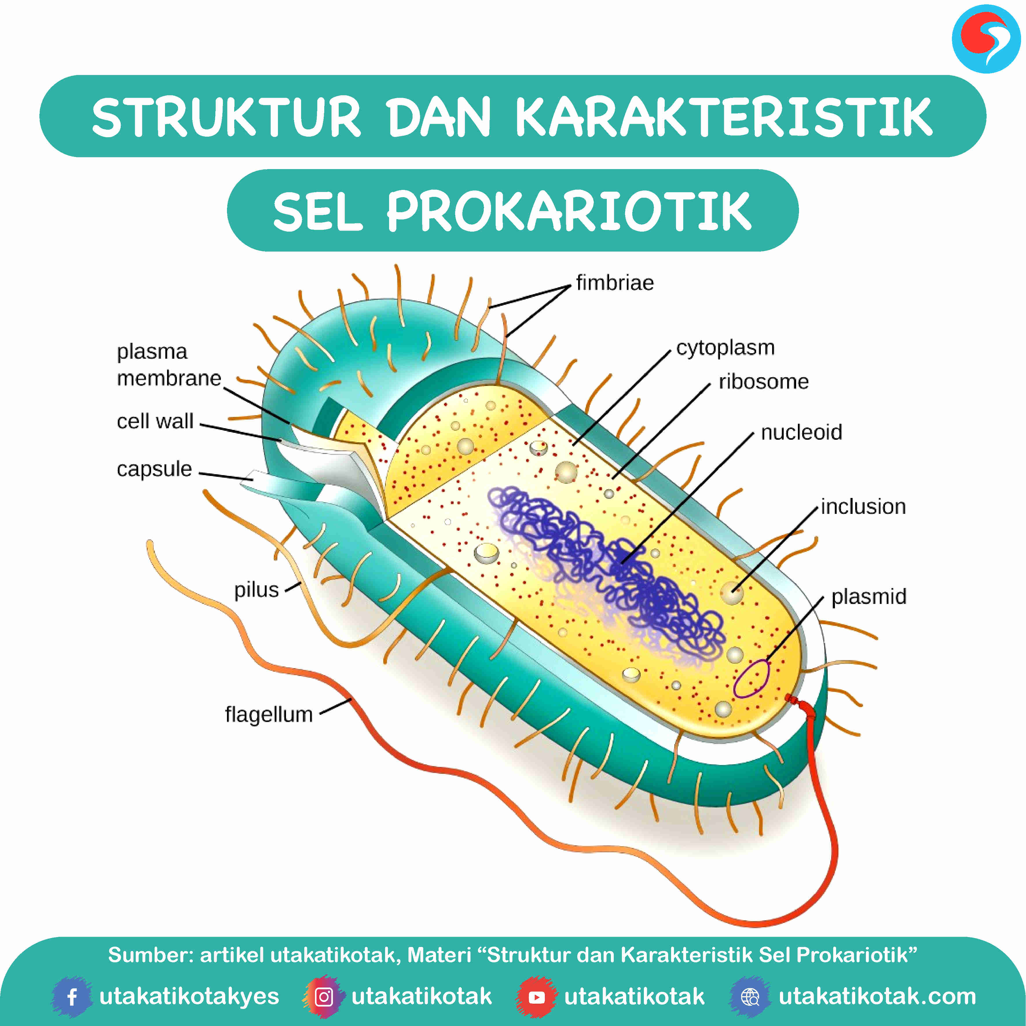 Detail Contoh Sel Prokariotik Dan Eukariotik Nomer 10
