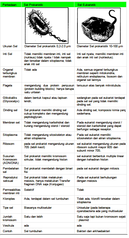 Detail Contoh Sel Prokariotik Dan Eukariotik Nomer 32