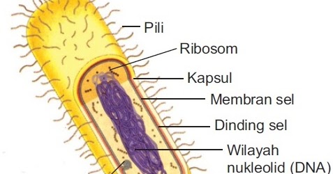 Detail Contoh Sel Prokariotik Dan Eukariotik Nomer 41