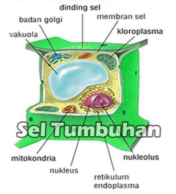 Detail Contoh Sel Tumbuhan Nomer 16