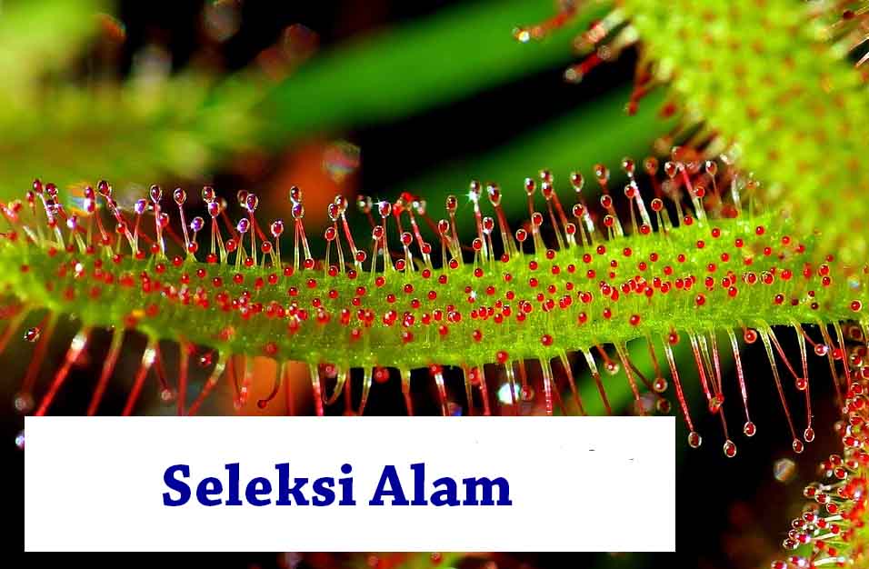 Detail Contoh Seleksi Alam Nomer 39