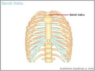 Detail Contoh Sendi Kaku Nomer 33