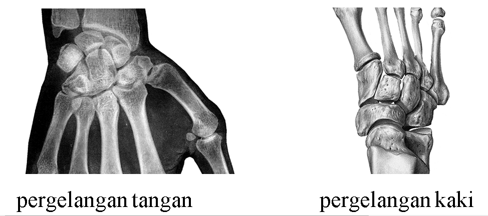 Detail Contoh Sendi Kaku Nomer 43