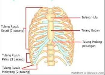 Detail Contoh Sendi Pelana Nomer 48