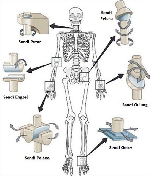 Detail Contoh Sendi Sinartrosis Nomer 21