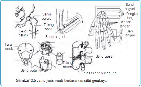 Detail Contoh Sendi Sinartrosis Nomer 38