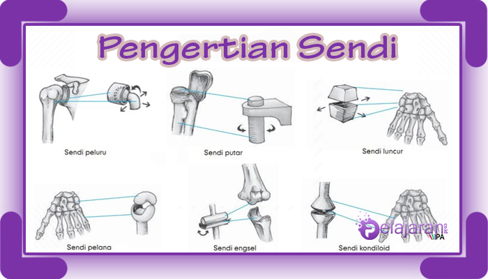 Detail Contoh Sendi Sinartrosis Nomer 45