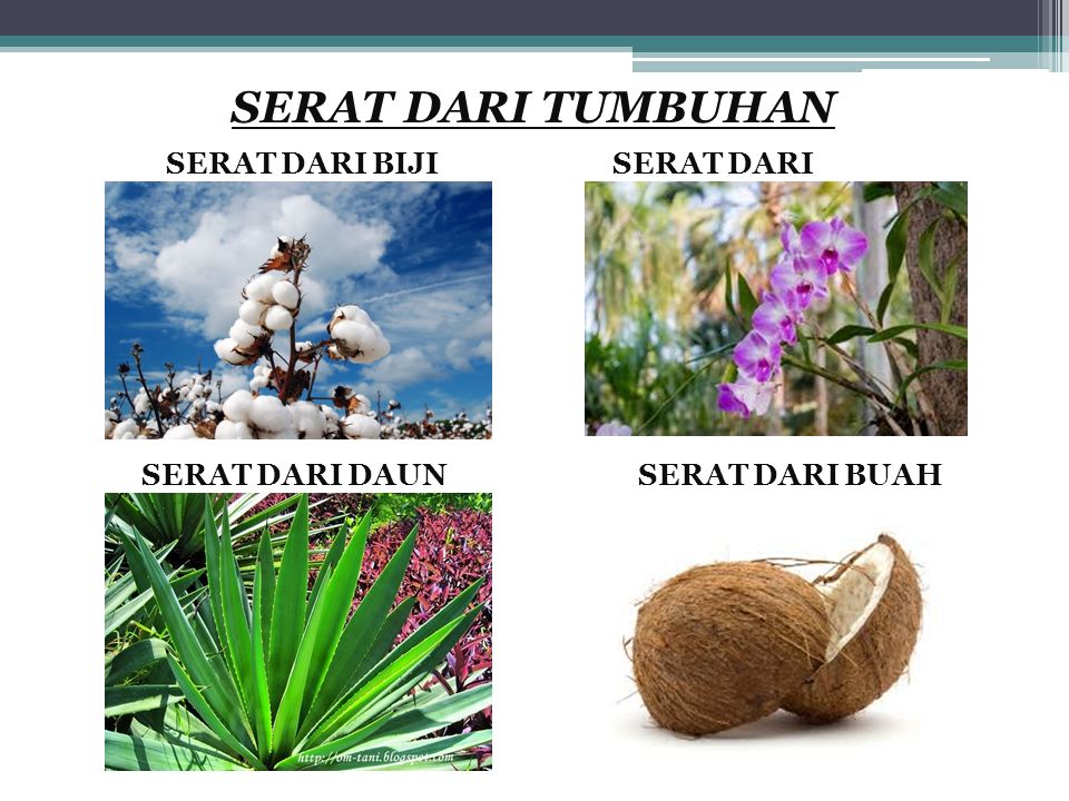 Detail Contoh Serat Biji Nomer 12