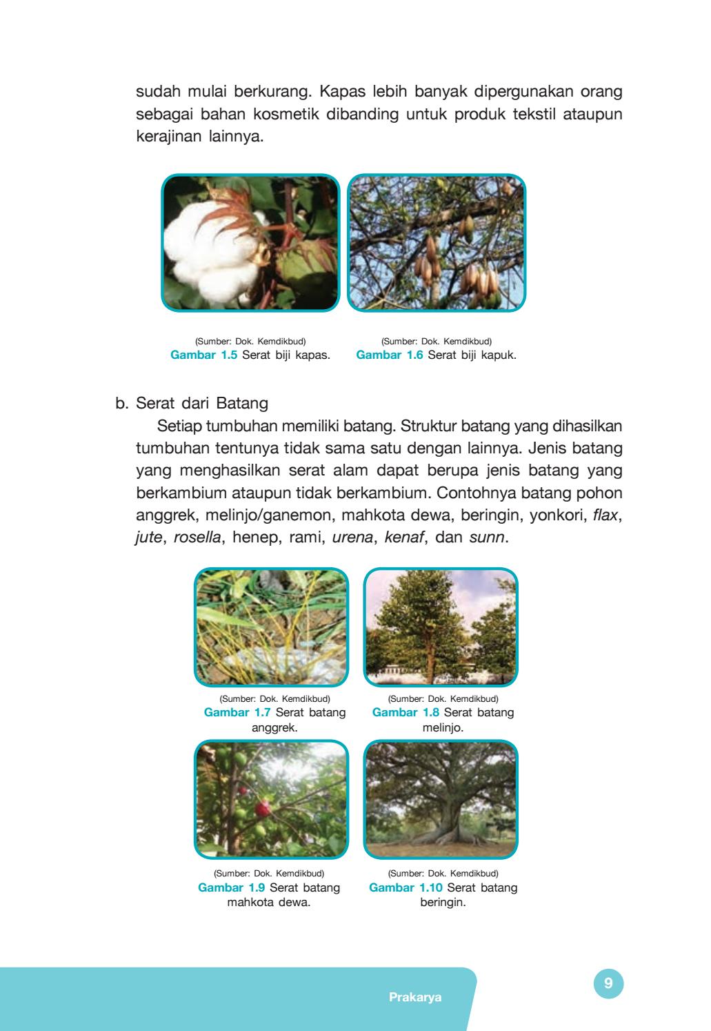 Detail Contoh Serat Biji Nomer 14