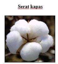 Detail Contoh Serat Biji Nomer 19