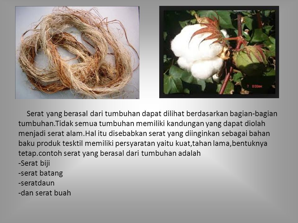 Detail Contoh Serat Biji Nomer 20