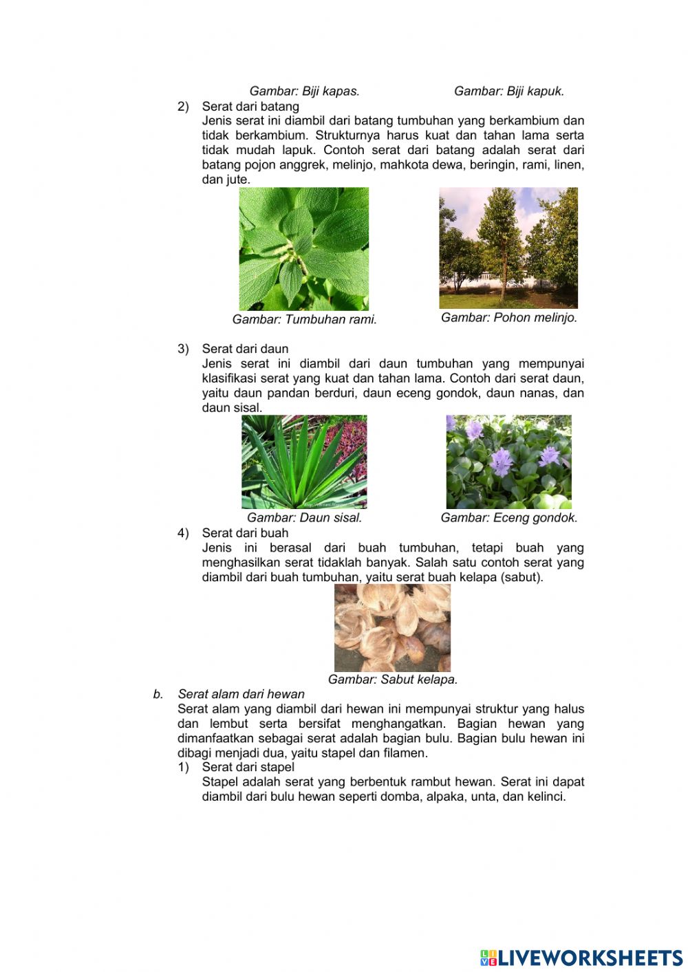 Detail Contoh Serat Biji Nomer 29
