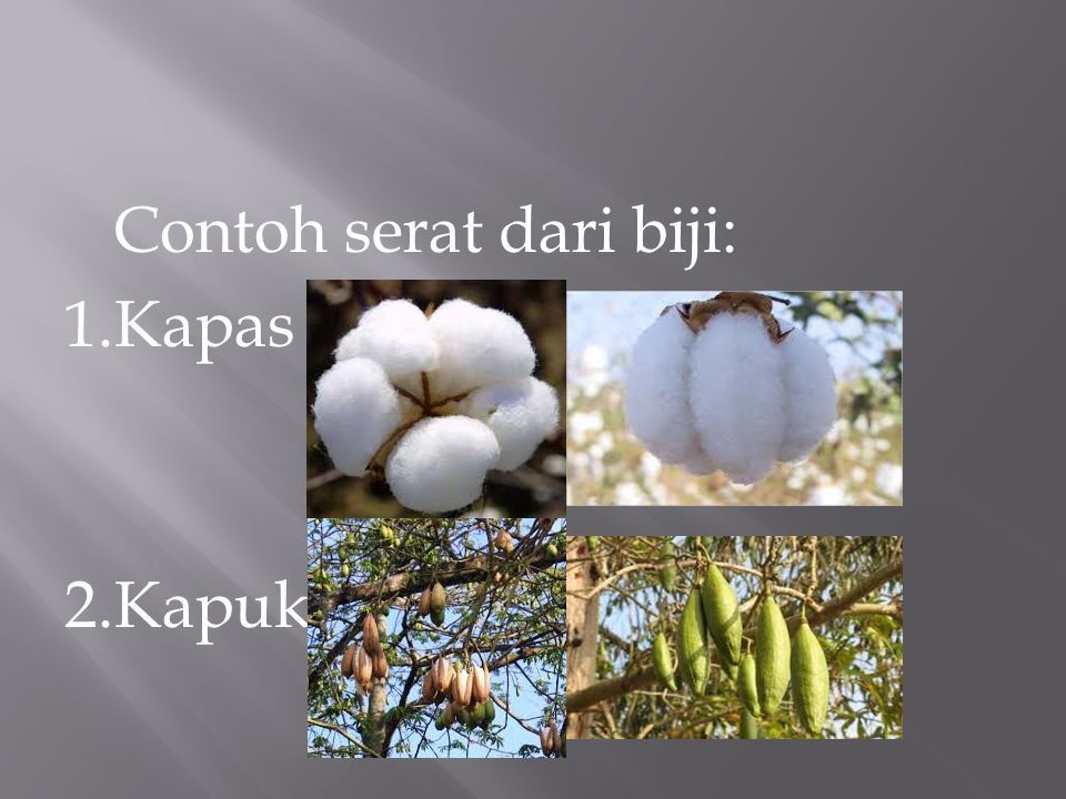 Detail Contoh Serat Biji Nomer 5