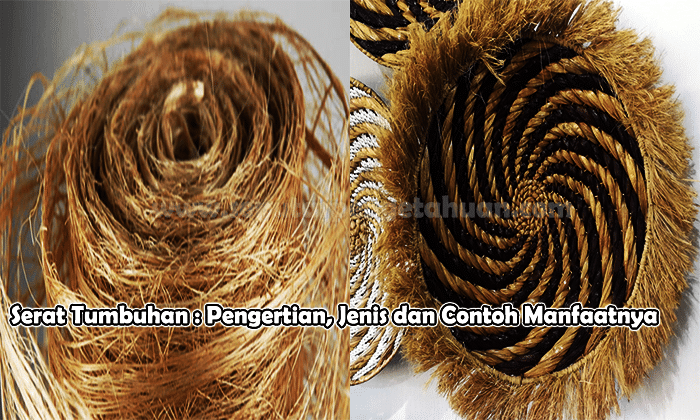 Detail Contoh Serat Biji Nomer 42