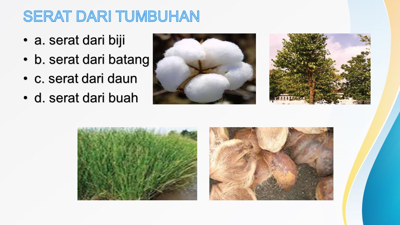 Detail Contoh Serat Biji Nomer 6