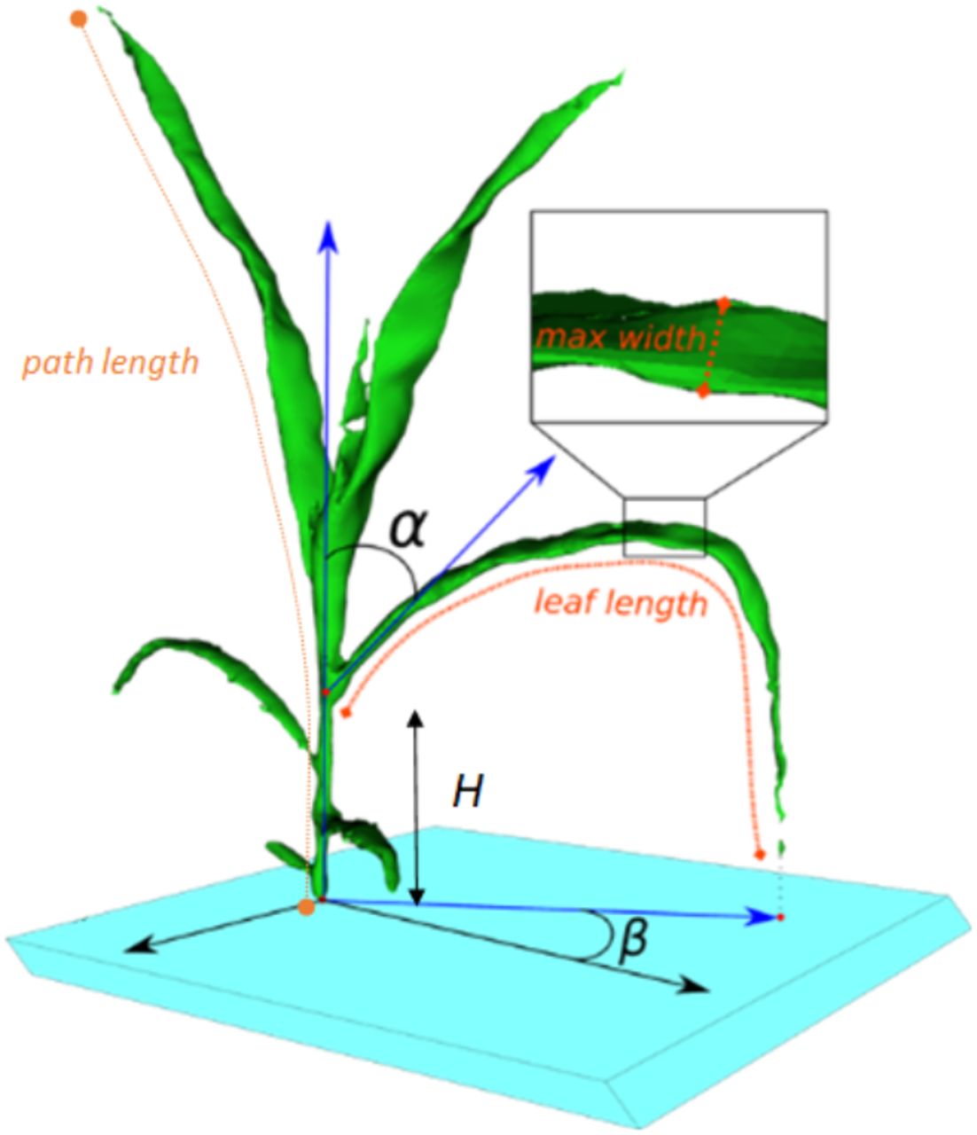 Detail Elongation Biologie Nomer 14