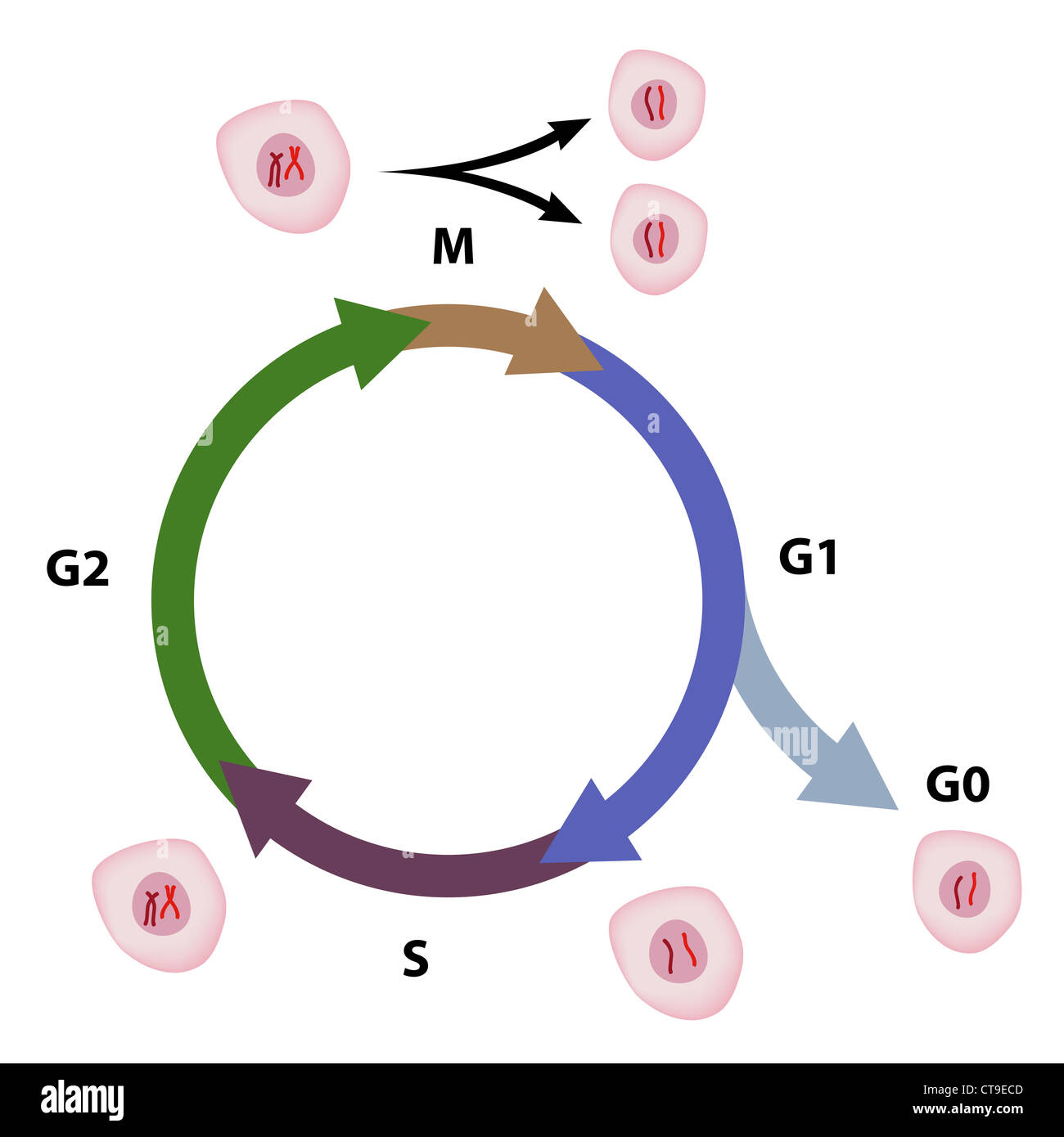 Detail Elongation Biologie Nomer 16