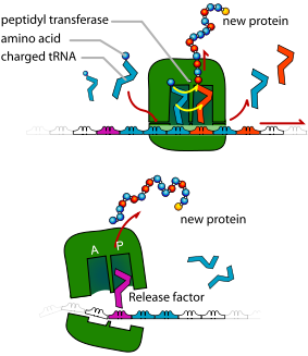 Detail Elongation Biologie Nomer 2