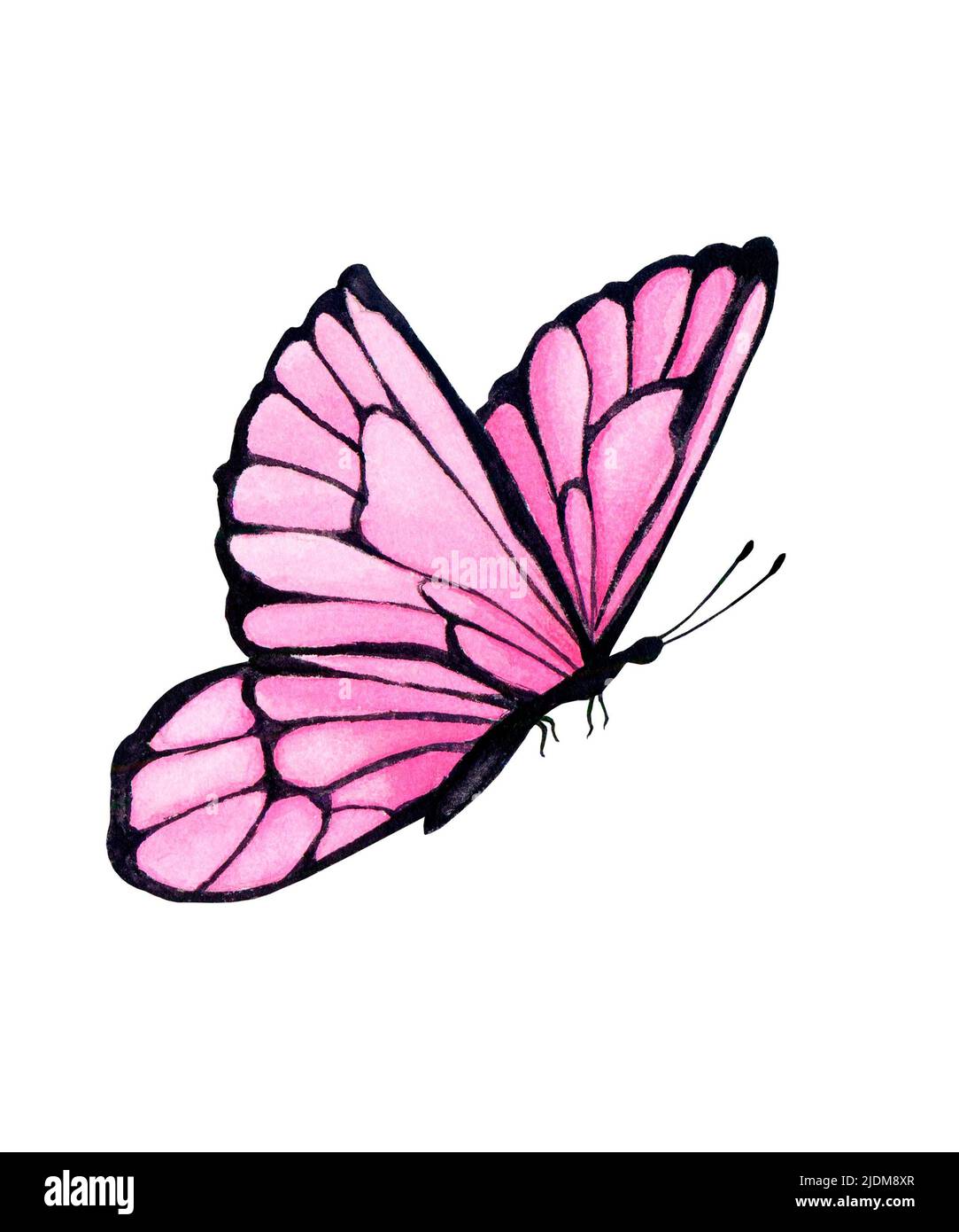 Detail Rosa Schmetterling Clipart Nomer 11