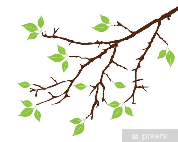 Zweig Baum - KibrisPDR