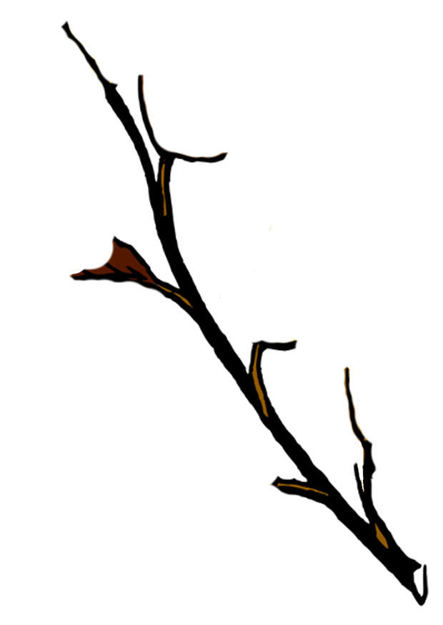 Detail Zweig Baum Nomer 2