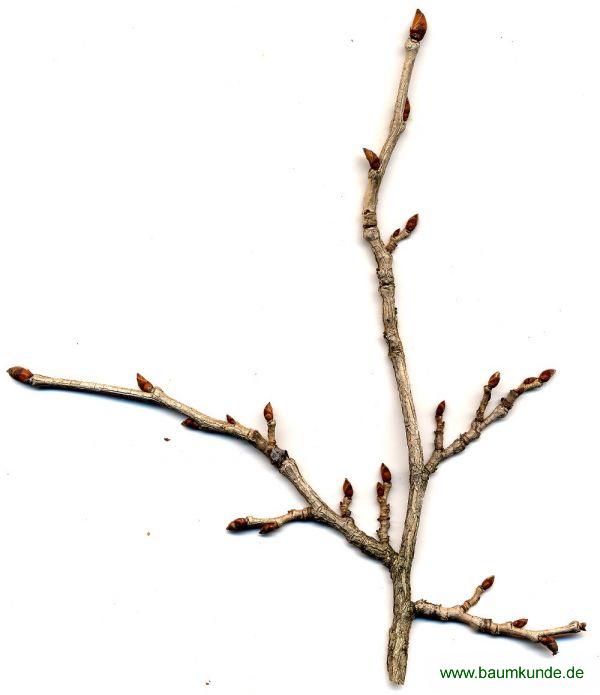 Detail Zweig Baum Nomer 4
