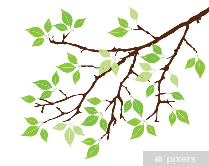 Detail Zweig Baum Nomer 6