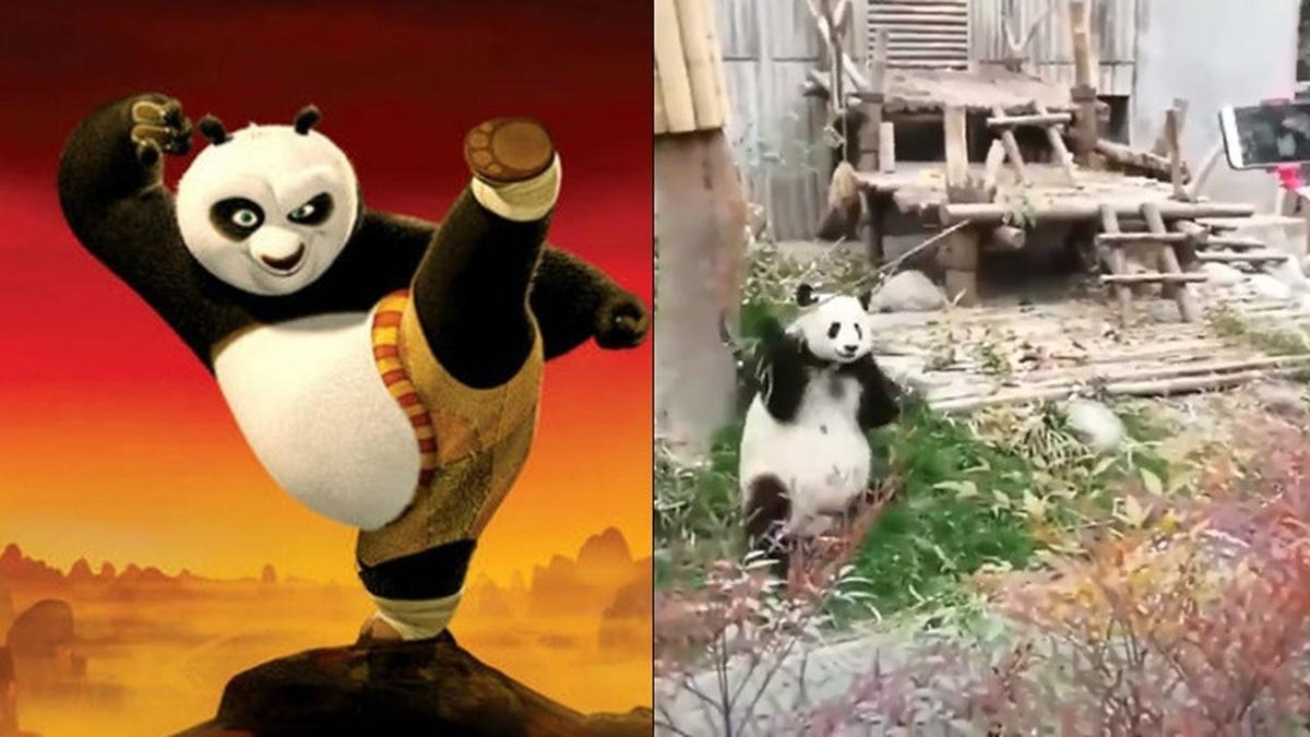 Detail Gambar Kungfu Panda Lucu Nomer 31