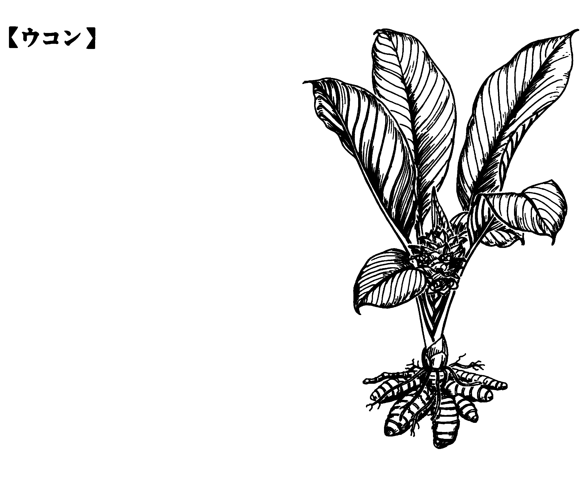 Detail Gambar Kunyit Hitam Putih Nomer 33