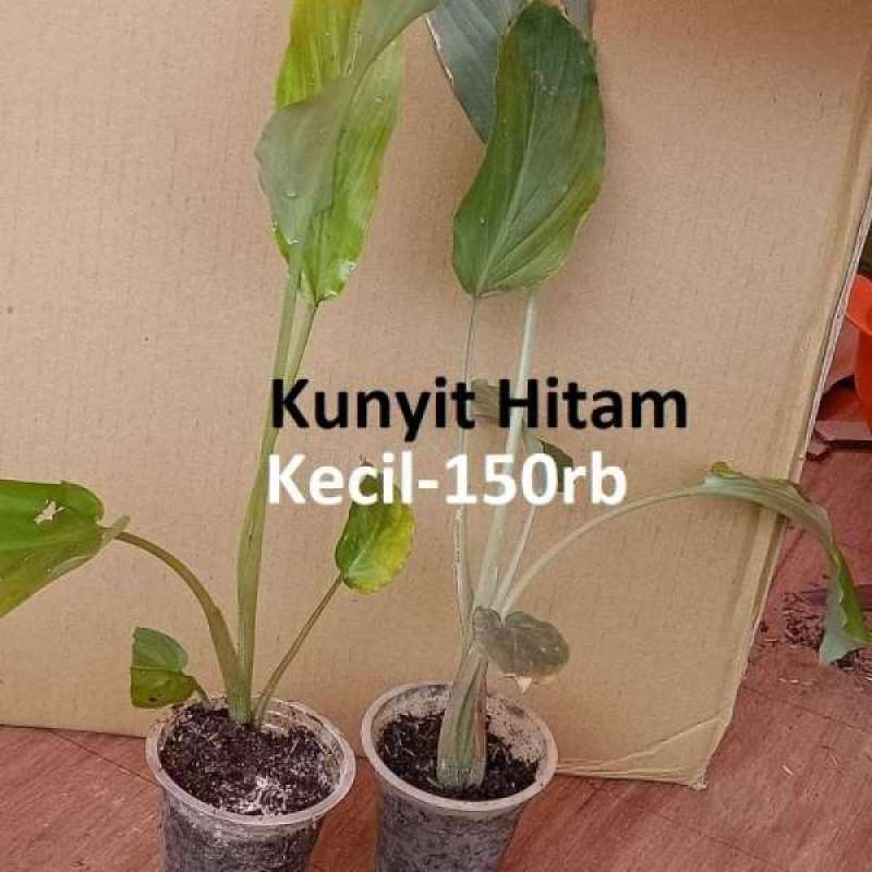 Detail Gambar Kunyit Hitam Putih Nomer 52