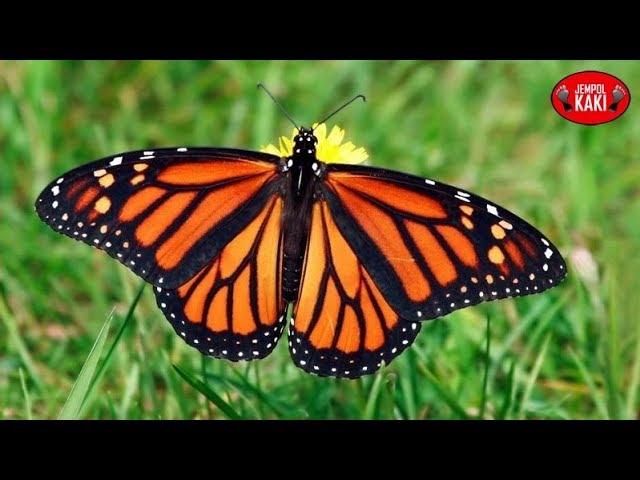 Detail Gambar Kupu Kupu Cantik Dan Indah Nomer 10