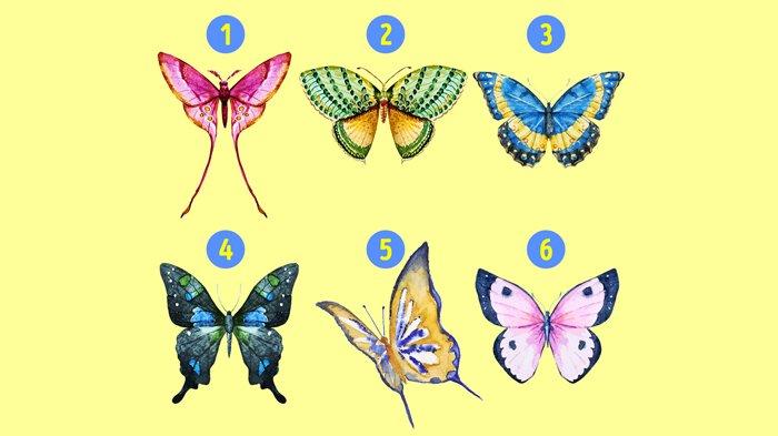 Detail Gambar Kupu Kupu Cantik Dan Indah Nomer 19