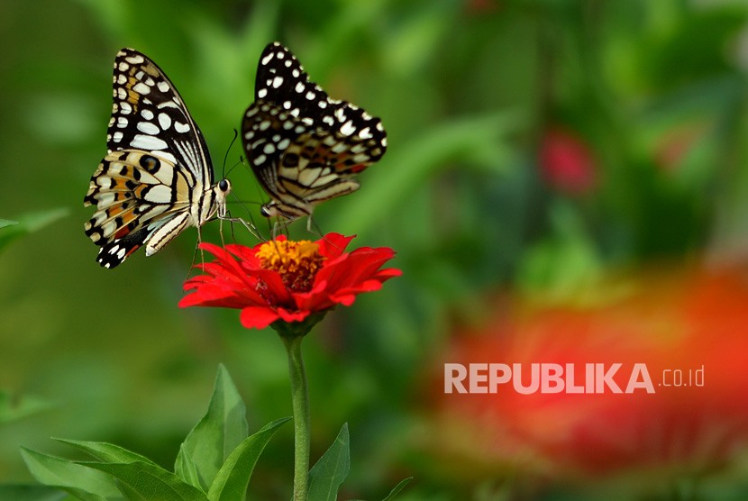 Detail Gambar Kupu Kupu Cantik Dan Indah Nomer 35