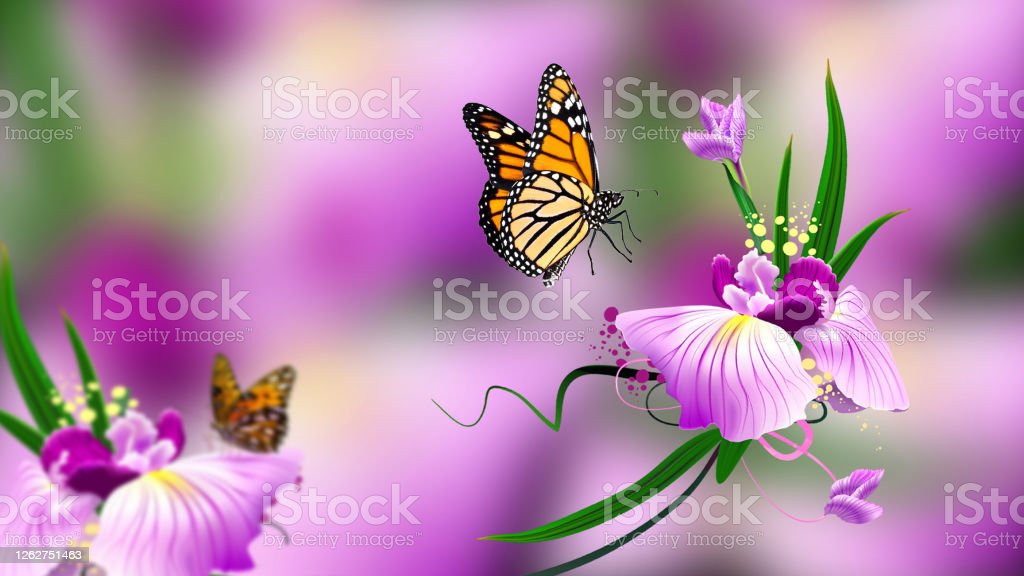 Detail Gambar Kupu Kupu Cantik Dan Indah Nomer 36